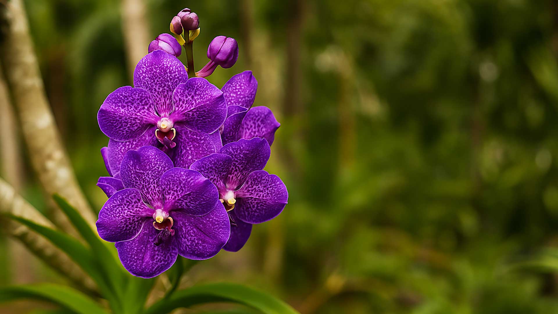 Refúgio das Orquídeas: conheça as Estrelas dos Jardins da Pousada